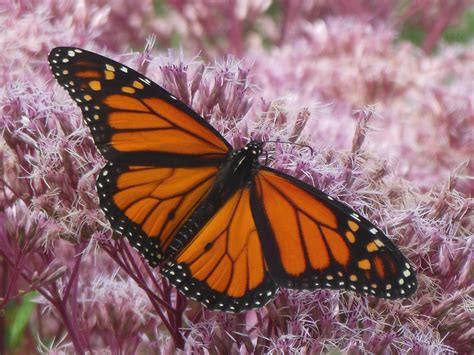 ButterflyWings .